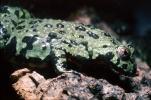 Fire-Bellied Toad (Frog), (Bombina orientalis), Bombinatoridae, Biomimicry