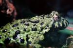 Fire-Bellied Toad (Frog), (Bombina orientalis), Bombinatoridae, AATV02P02_04