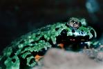 Fire-Bellied Toad (Frog), (Bombina orientalis), Bombinatoridae, AATV02P02_05