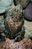 Marine Toad, (Bufo marinus), Bufonidae, Bufo, Rhinella, poisonous predator, AATV02P02_08