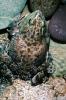 Marine Toad, (Bufo marinus), Bufonidae, Bufo, Rhinella, poisonous predator, AATV02P02_09