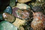 Marine Toad, (Bufo marinus), Bufonidae, Bufo, Rhinella, poisonous predator, AATV02P02_10