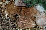 Marine Toad, (Bufo marinus), Bufonidae, Bufo, Rhinella, poisonous predator, AATV02P02_11