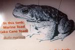 Marine Toad, (Bufo marinus), Bufonidae, Bufo, Rhinella, poisonous predator, AATV02P02_12