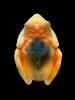 Reed Frog, Glass Frog, Neobatrachia, Centrolenidae, AATV02P03_02