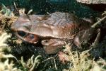 Spotted Toad, (Bufo guttatus), Bufonidae, rainforest, jungle, AATV02P03_05