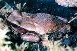 Spotted Toad, (Bufo guttatus), Bufonidae, rainforest, jungle, AATV02P03_06