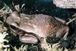 Spotted Toad, (Bufo guttatus), Bufonidae, rainforest, jungle, AATV02P03_07
