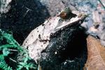 Malayan Horned Frog, (Megophrys nasuta), Megophryidae, Megophrys, Pelobatida, Leaf Frog, AATV02P03_09
