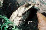 Malayan Horned Frog, (Megophrys nasuta), Megophryidae, Megophrys, Pelobatida, Leaf Frog, AATV02P03_10