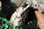 Malayan Horned Frog, (Megophrys nasuta), Megophryidae, Megophrys, Pelobatida, Leaf Frog, AATV02P03_12