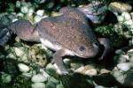 African Clawed Frog, (Xenopus laevis), Pipidae, AATV02P03_17