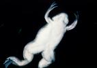 African Clawed Frog, (Xenopus laevis), Pipidae, AATV02P04_01