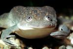 African Clawed Frog (Xenopus laevis), Pipidae, AATV02P04_05