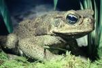 Marine Toad, (Bufo marinus), Bufonidae, Bufo, Rhinella, poisonous predator, AATV02P05_01
