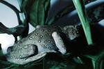 Asian Tree Frog, (Pedostibes hosii), Bufonidae, AATV02P05_02