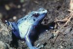 Blue Poison Dart Frog, (Dendrobates azureus), Okopipi, AATV02P05_09