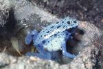 Blue Poison Dart Frog, (Dendrobates azureus), Okopipi, AATV02P05_10