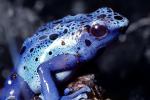 Blue Poison Dart Frog, (Dendrobates azureus), Okopipi, AATV02P05_11