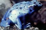 Blue Poison Dart Frog, (Dendrobates azureus), Okopipi, AATV02P05_12
