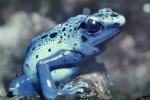 Blue Poison Dart Frog, (Dendrobates azureus), Okopipi, AATV02P05_13