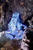 Blue Poison Dart Frog, (Dendrobates azureus), Okopipi, AATV02P05_14