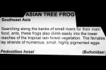 Asian Tree Frog, (Pedostibes hosii), Bufonidae, AATV02P06_15
