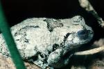 Gray Tree Frog, (Hyla versicolor), Hylidae, AATV02P06_19