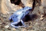 Blue Poison Dart Frog, (Dendrobates azureus), Okopipi, AATV02P07_10