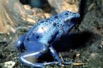 Blue Poison Dart Frog, (Dendrobates azureus), Okopipi, AATV02P07_11