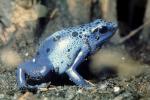 Blue Poison Dart Frog, (Dendrobates azureus), Okopipi, AATV02P07_12