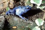 Blue Poison Dart Frog, (Dendrobates azureus), Okopipi, AATV02P07_13