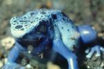 Blue Poison Dart Frog, (Dendrobates azureus), Okopipi, AATV02P07_14
