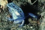 Blue Poison Dart Frog, (Dendrobates azureus), Okopipi, AATV02P07_15