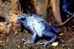 Blue Poison Dart Frog, (Dendrobates azureus), Okopipi, AATV02P07_16