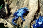 Blue Poison Dart Frog, (Dendrobates azureus), Okopipi, AATV02P07_18