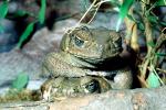 Marine Toad, (Bufo marinus), Bufonidae, Bufo, Rhinella, poisonous predator, AATV02P08_02