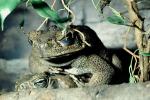 Marine Toad, (Bufo marinus), Bufonidae, Bufo, Rhinella, poisonous predator, AATV02P08_03