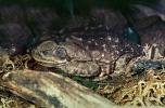 Marine Toad, (Bufo marinus), Bufonidae, Bufo, Rhinella, poisonous predator, AATV02P08_04