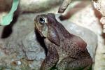 Marine Toad, (Bufo marinus), Bufonidae, Bufo, Rhinella, poisonous predator, AATV02P08_05