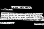 Asian Tree Frog, (Pedostibes hosii), Bufonidae, AATV02P08_12