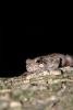 Marine Toad, (Bufo marinus), Bufonidae, Bufo, Rhinella, poisonous predator, AATV02P08_13