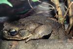 Marine Toad, (Bufo marinus), Bufonidae, Bufo, Rhinella, poisonous predator, AATV02P08_14