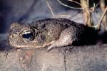 Marine Toad, (Bufo marinus), Bufonidae, Bufo, Rhinella, poisonous predator, AATV02P08_15