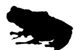 Asian Tree Frog silhouette, (Pedostibes hosii), Bufonidae, logo, shape