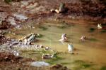 Frogs, Mud Puddle, water