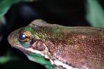 Green Tree Frog, (Hyla cinerea), Hylidae, AATV02P09_08