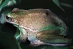 Green Tree Frog, (Hyla cinerea), Hylidae, AATV02P09_09