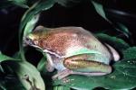 Green Tree Frog, (Hyla cinerea), Hylidae, AATV02P09_10