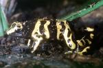 Yellow and Black Poison Dart Frog, (Dendrobates leucomelas), Dendrobatidae, AATV02P09_16